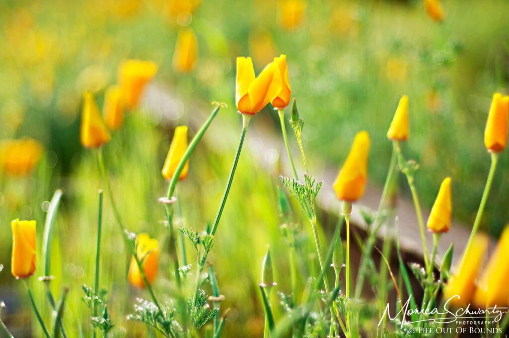 California Poppies in the early morning light, Marin County, California
