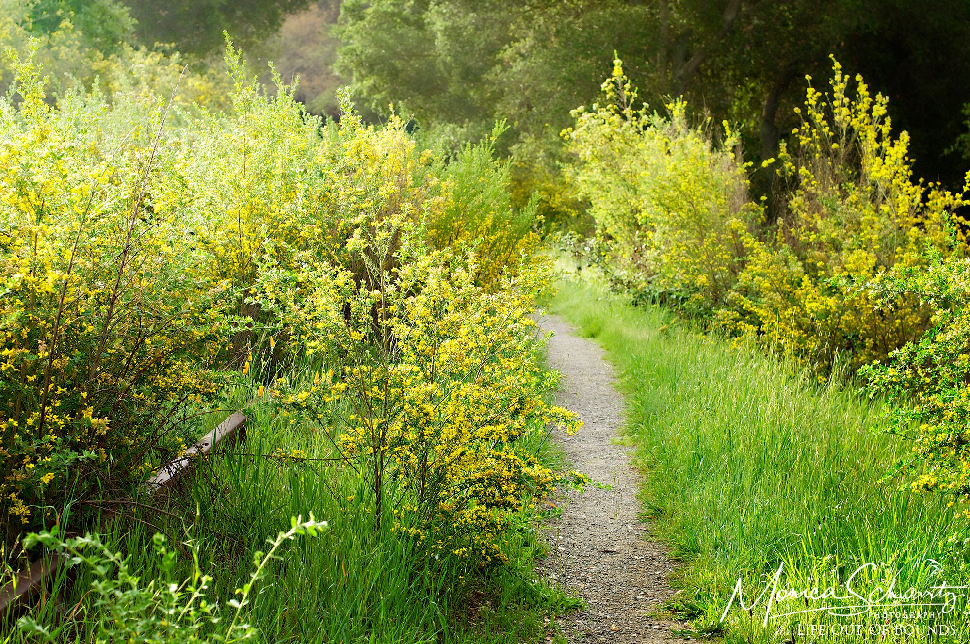 Forsythia blooming along a trail in Marin County, California