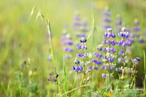 California Lupines blooming among the grasses in Marin County, California