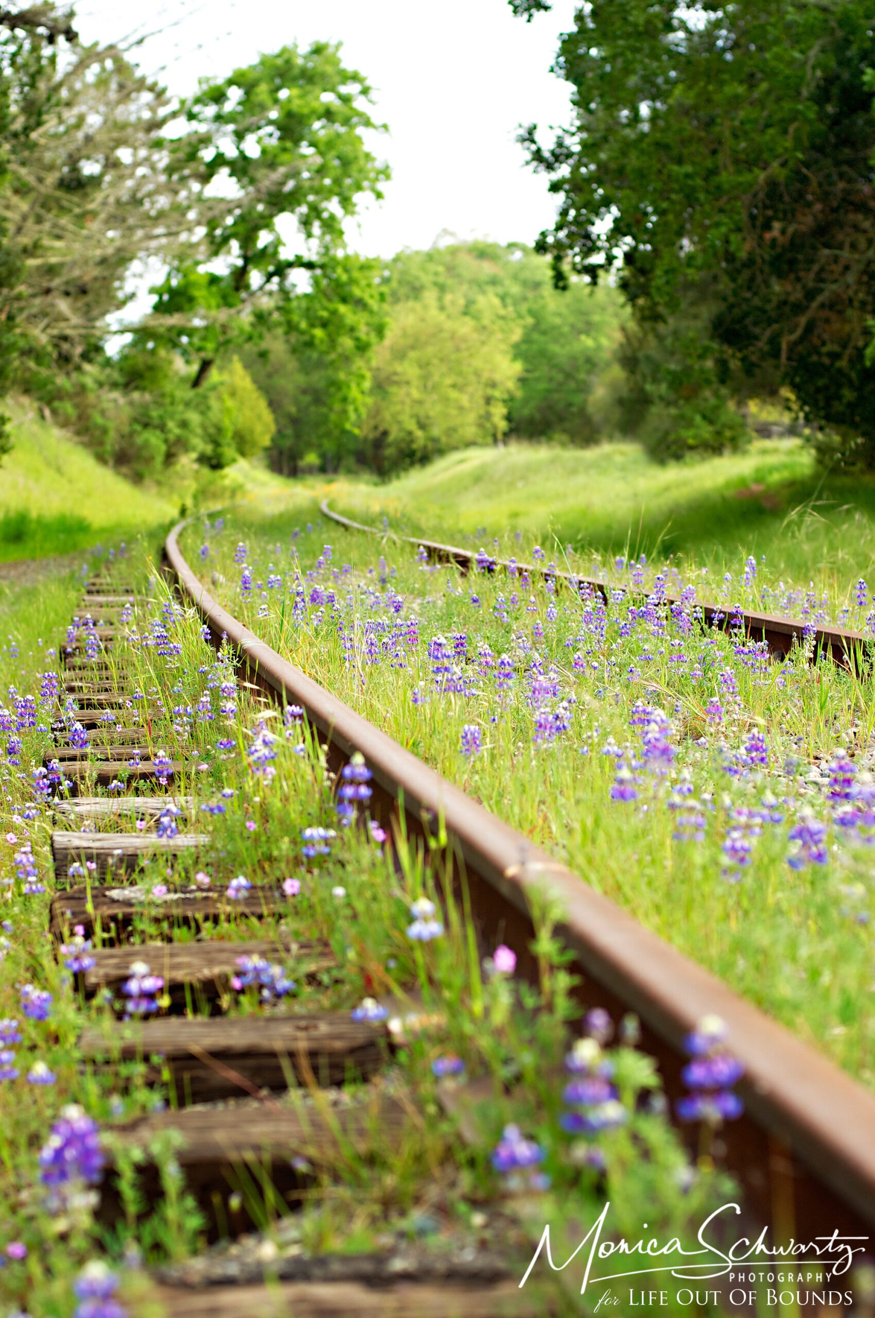 California Lupines blooming along abandoned railroad tracks in Marin County, California