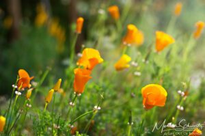 California Poppies in the early morning light, Marin County, California