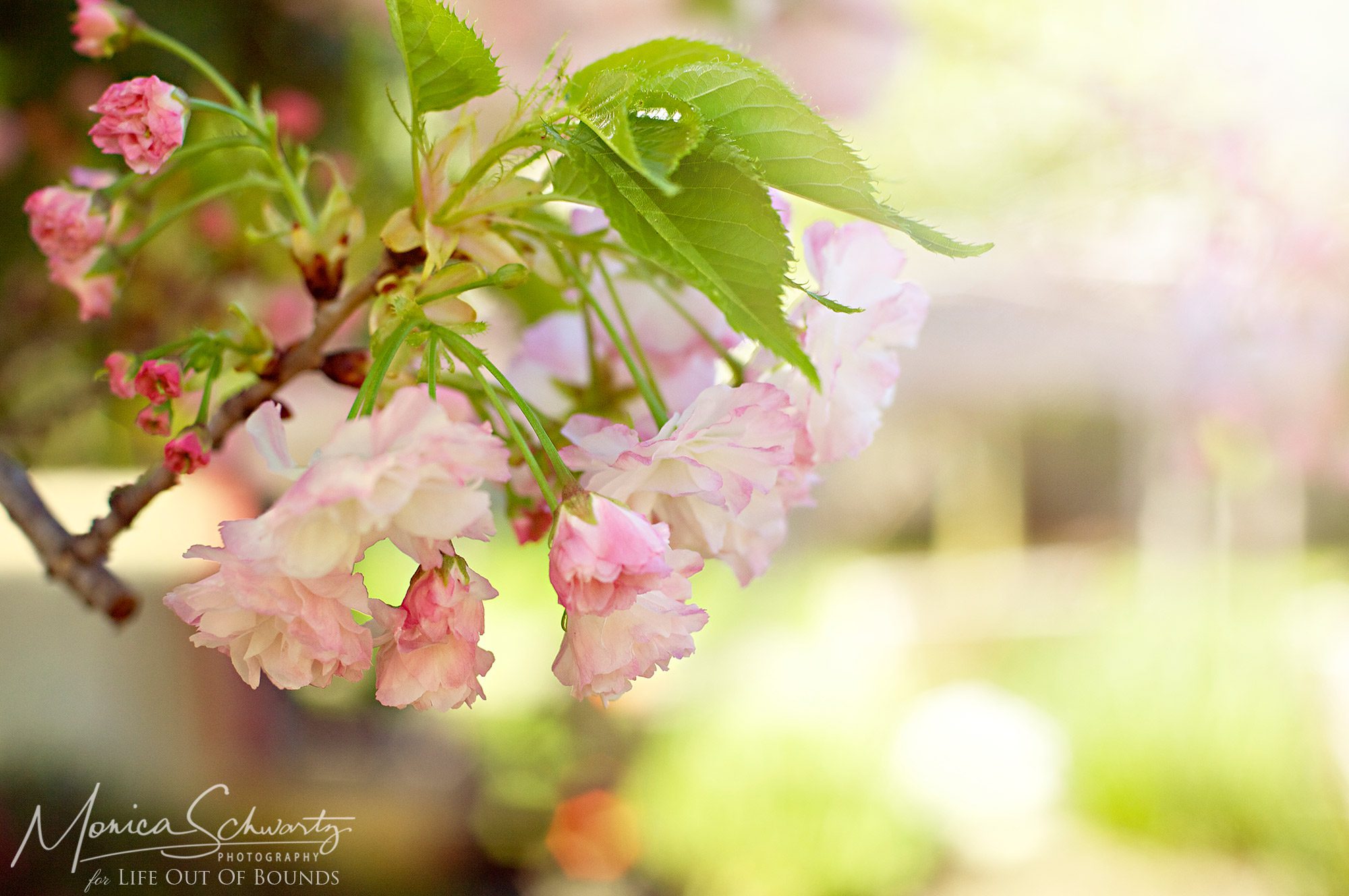 Double Cherry Blossom blooming in a California spring
