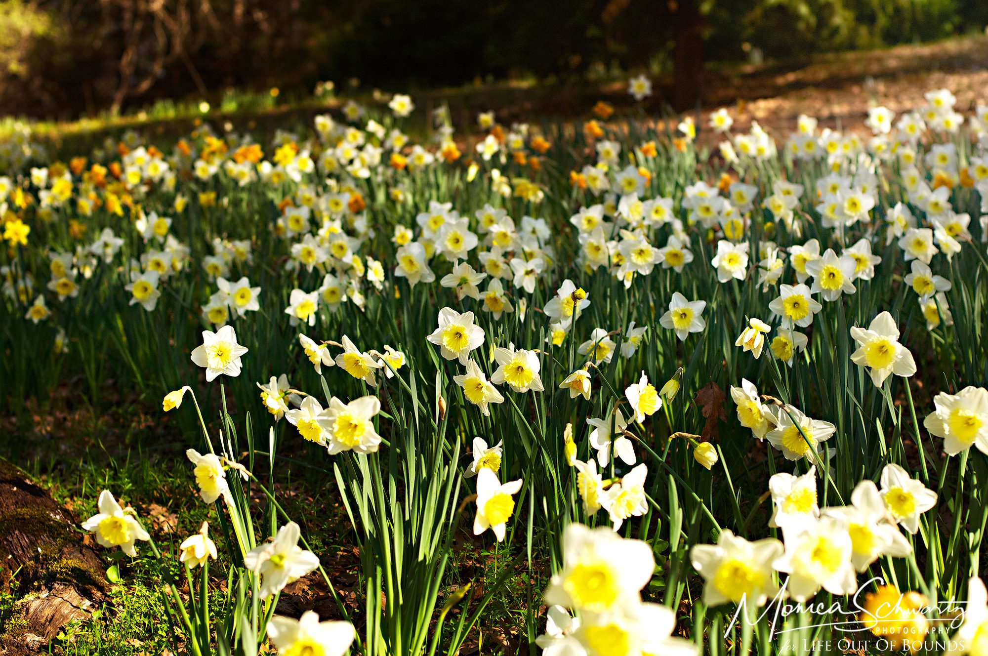 Daffodils in bloom at McLaughlin's Daffodil Hill in Volcano, California Gold Country