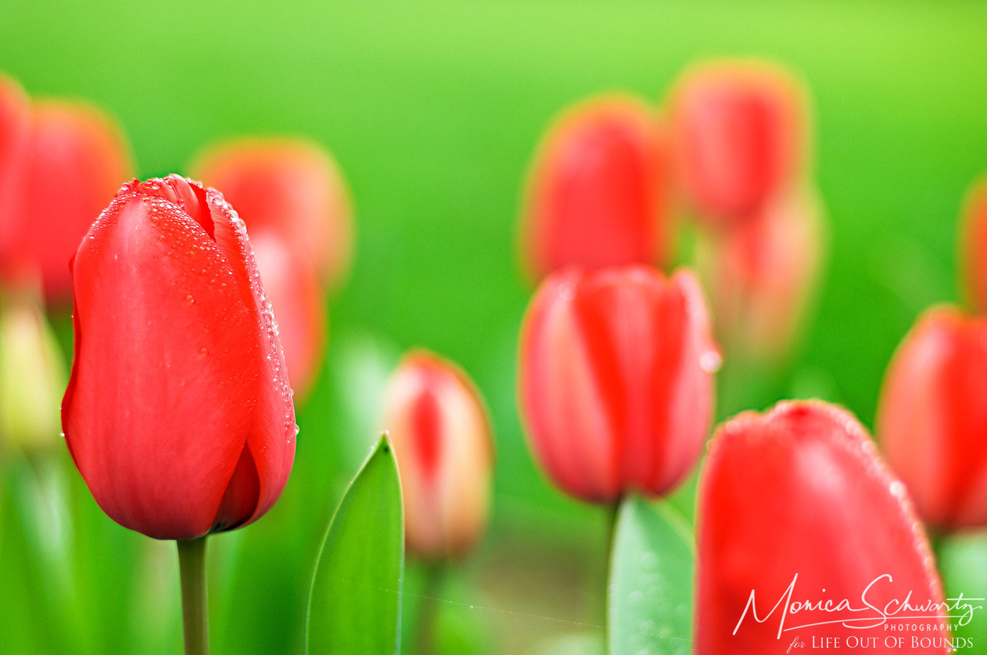 Beautiful red Tulips covered in morning dew in a California garden in spring
