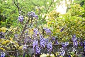 Early blooming wisteria in a Napa garden, California