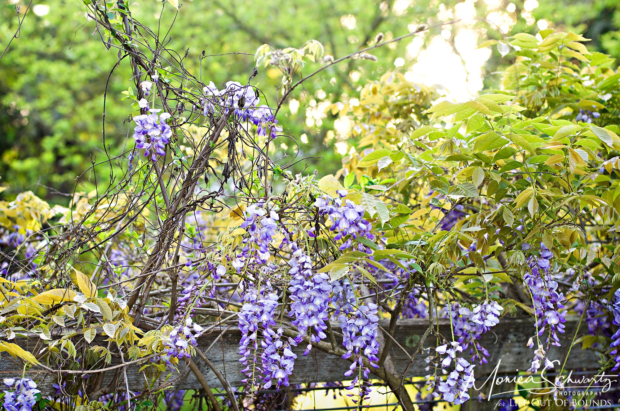 Early blooming wisteria in a Napa garden, California