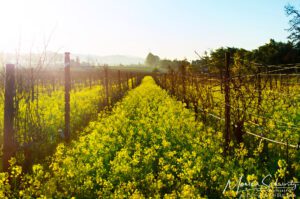 Yellow wild mustard in bloom flooding vineyard fields in Napa Valley, California