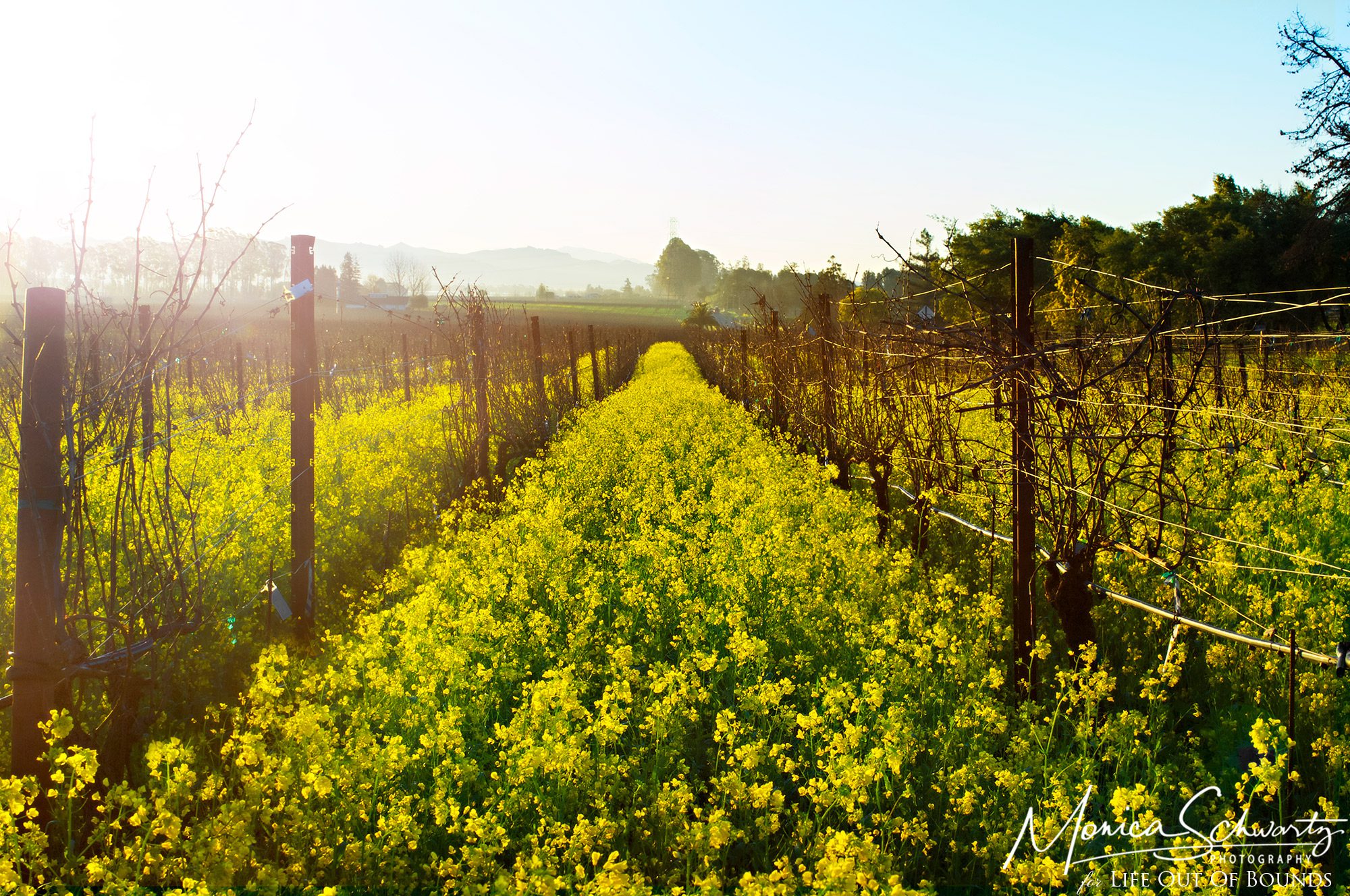 Yellow wild mustard in bloom flooding vineyard fields in Napa Valley, California