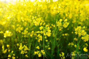 Yellow wild mustard in bloom flooding vineyard fields in Napa Valley, California