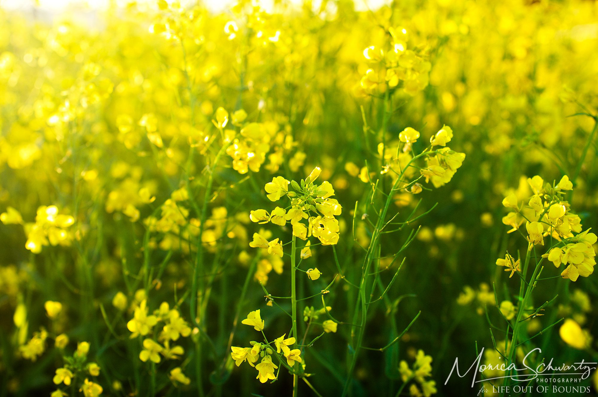 Yellow wild mustard in bloom flooding vineyard fields in Napa Valley, California