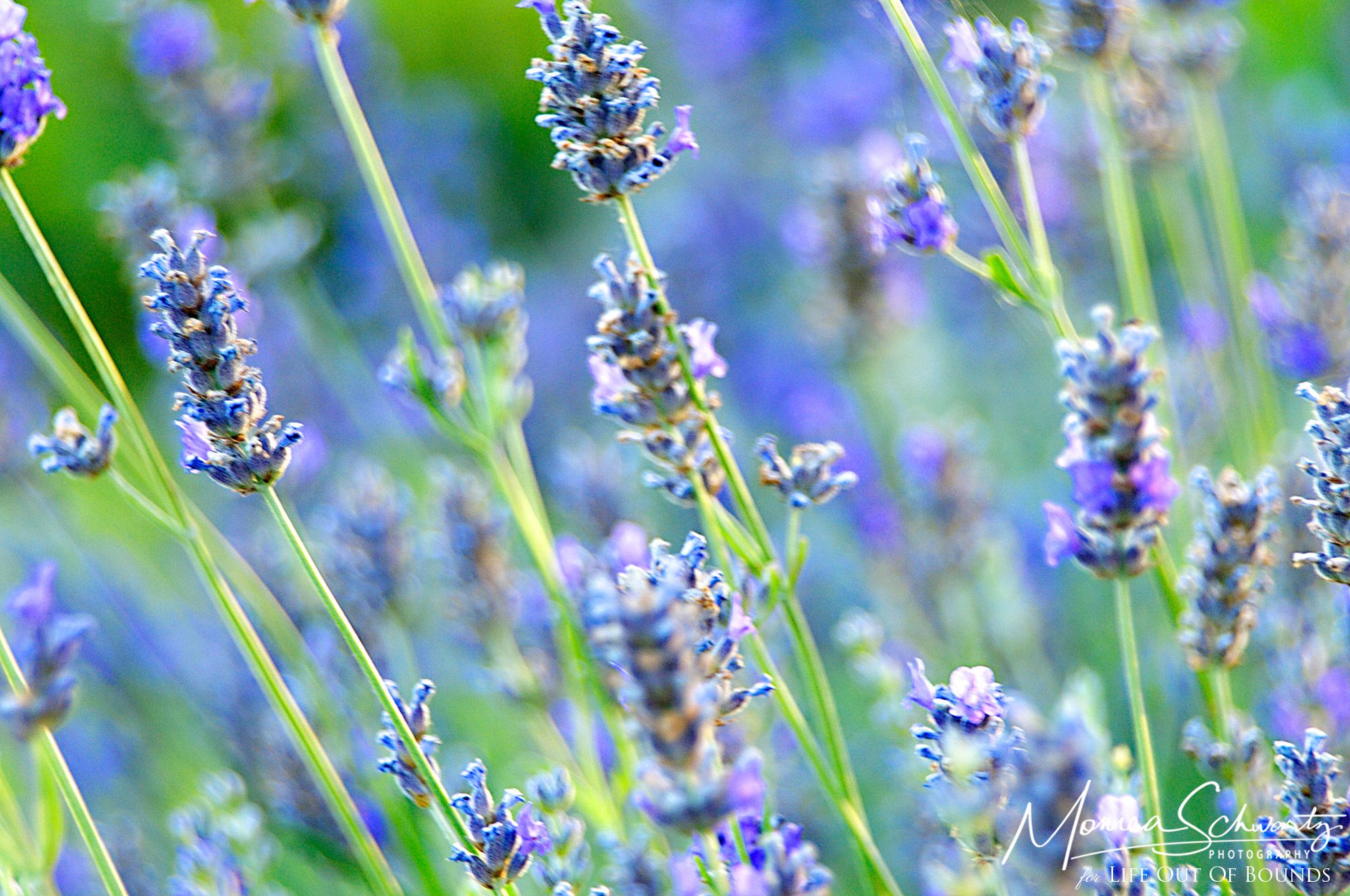 Blooming Lavender Bush