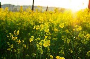 Sunrise in a Napa Valley Vineyard flooded with Wild Mustard in February