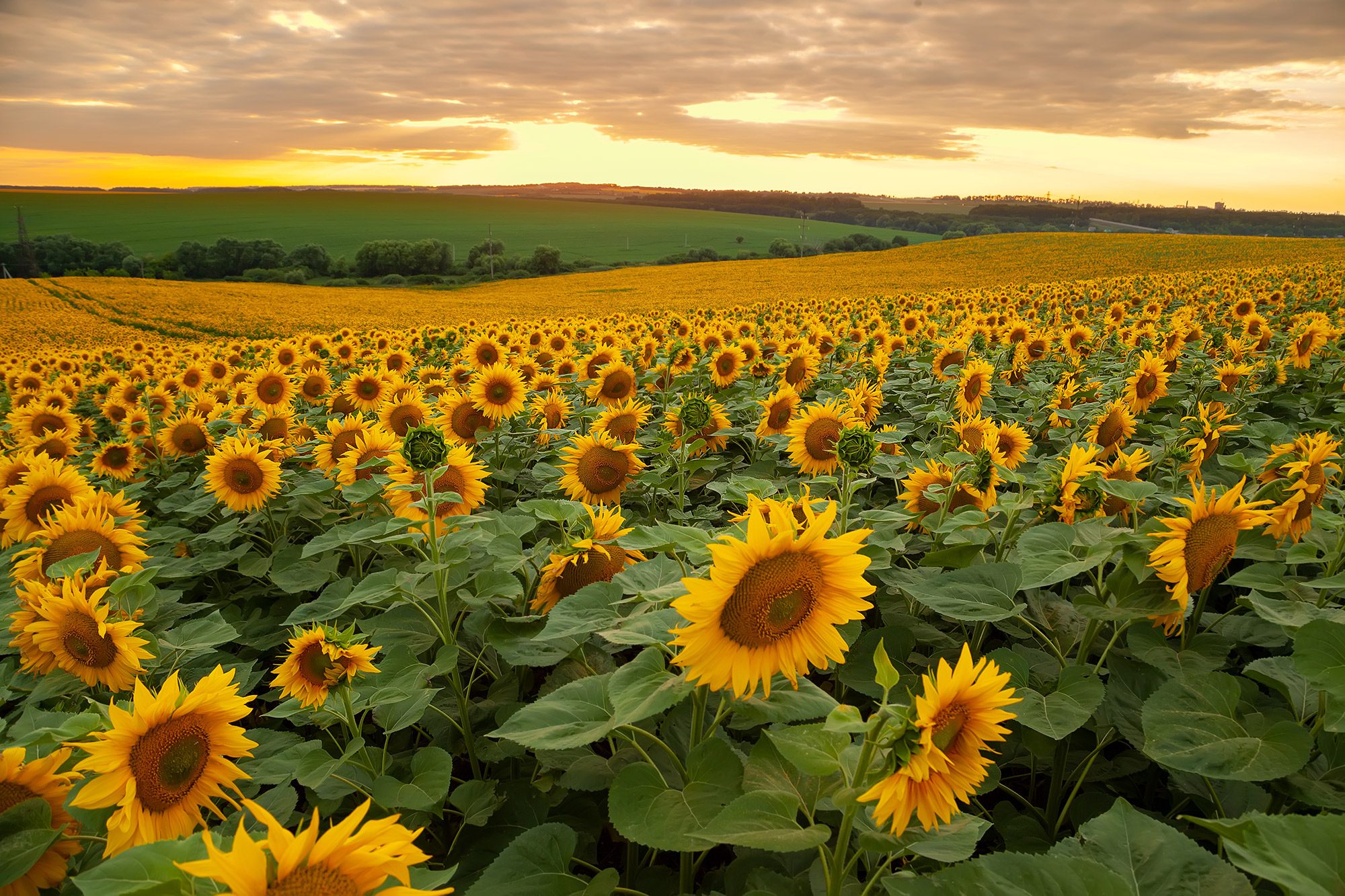 Sunflower Field at Sunset