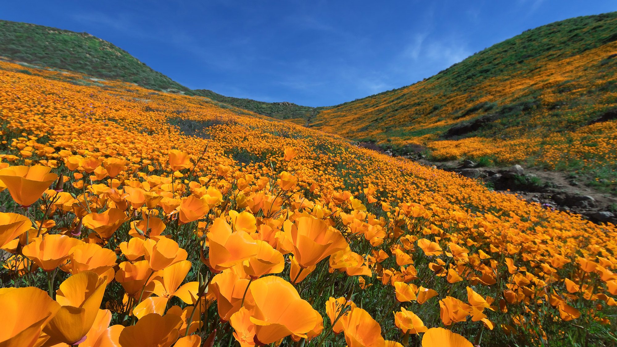 California Poppies Superbloom at Walker Canyon