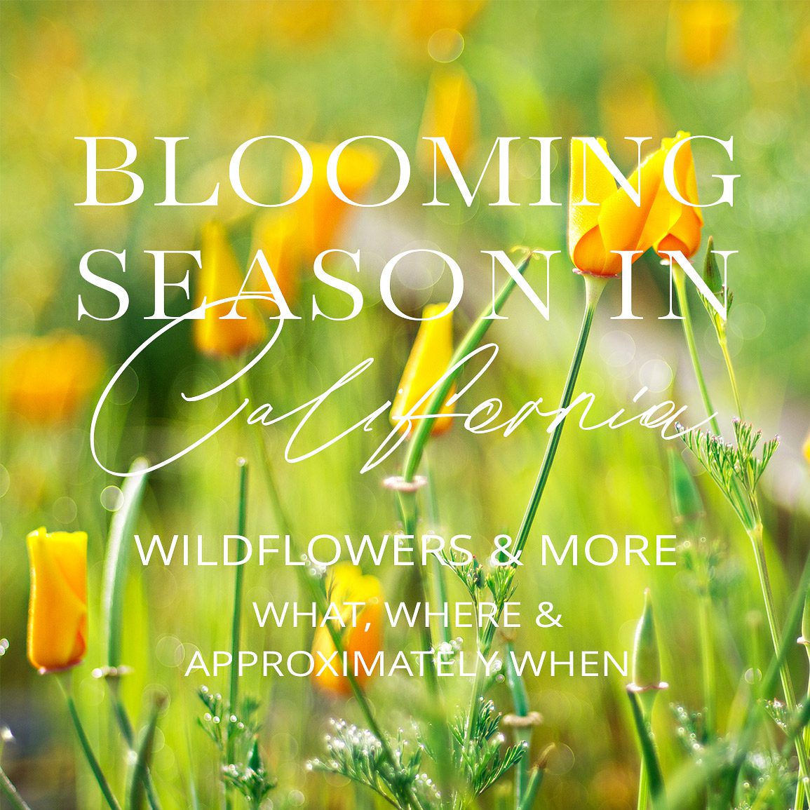 Blooming Season in California free e-book home page widget