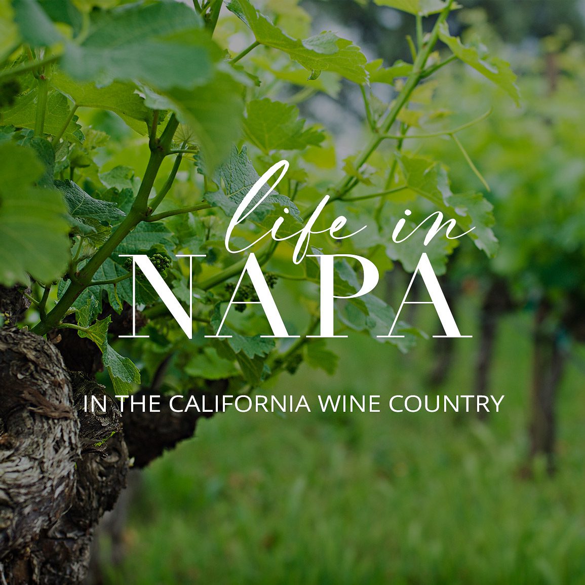 Life in Napa widget for Stories page