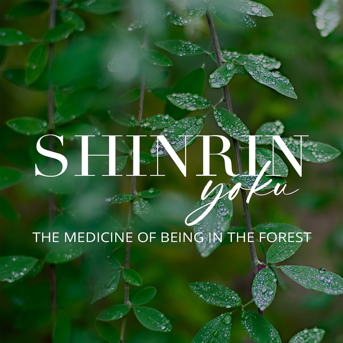 Shinrin-Yoku, Forest Bathing, new sidebar widget
