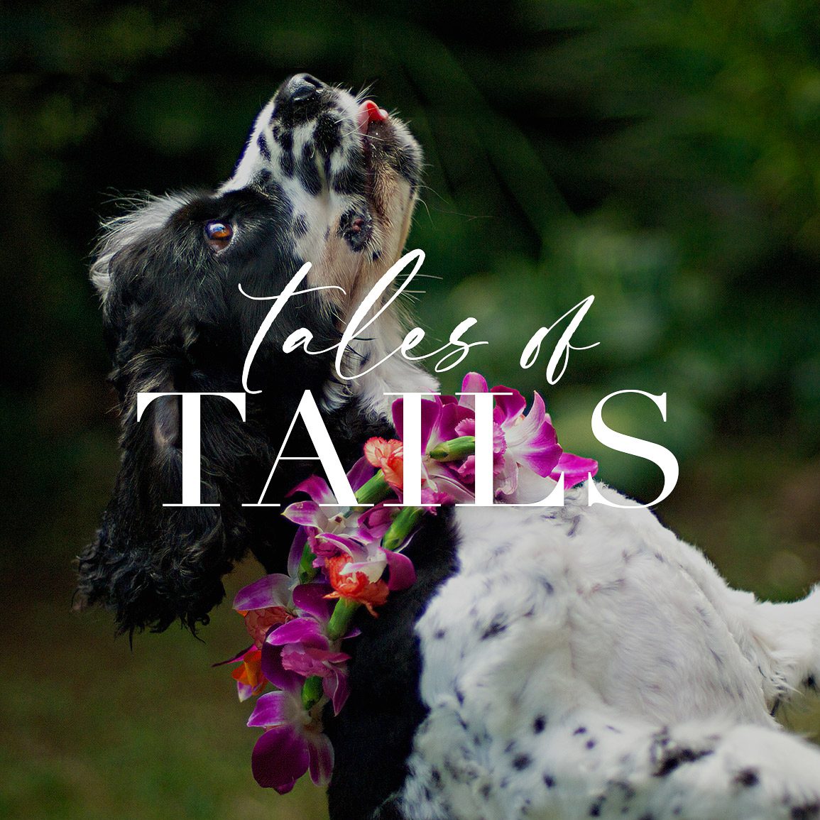 New Tales of Tails widget for Stories page